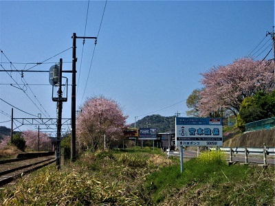 安登駅周辺、名残のサクラ_e0175370_12580551.jpg