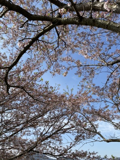 裏山の桜だより④　 〜2022・名残りの桜〜_c0334574_16110479.jpeg