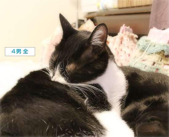 どっちがどっちか、わかんにゃい_a0389088_18105634.jpg