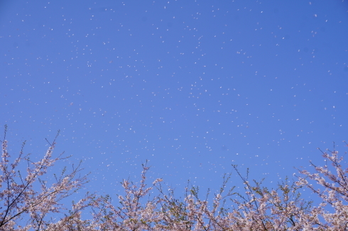 ４／１１　桜吹雪圧巻_e0185893_07352803.jpg