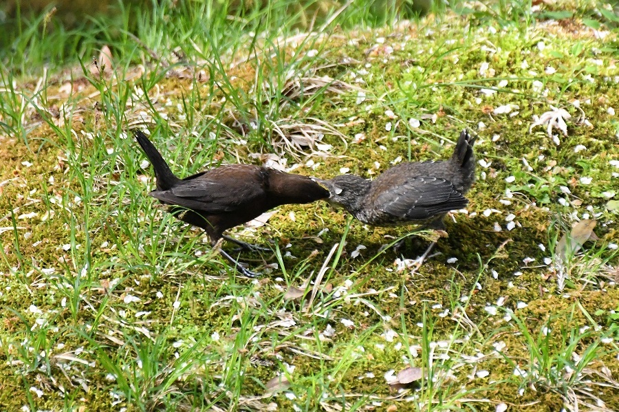 花びら絨毯で給餌するカワガラスさん_d0398800_18164394.jpg