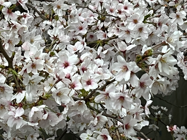 八重桜 /  yoshi_d0135801_22043487.jpg