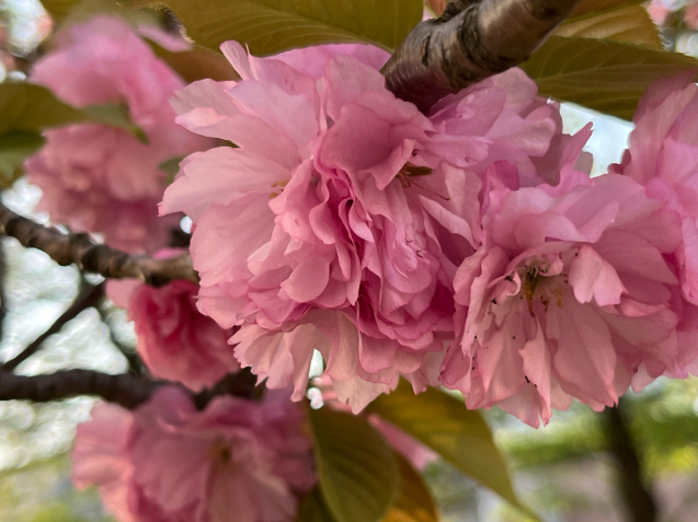 八重桜 /  yoshi_d0135801_22051814.jpg