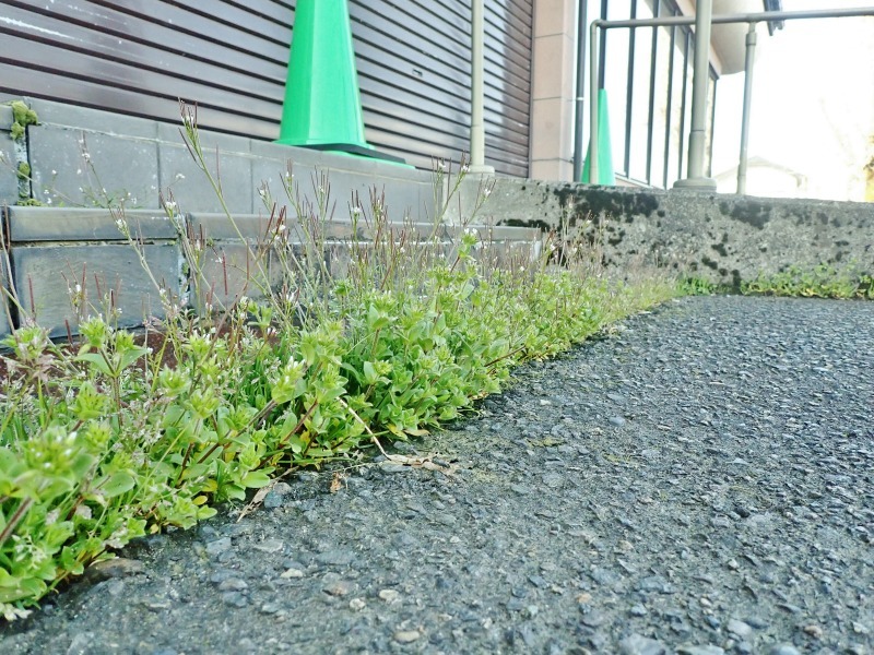 早くも除草剤を散布しました_c0336902_20334748.jpg