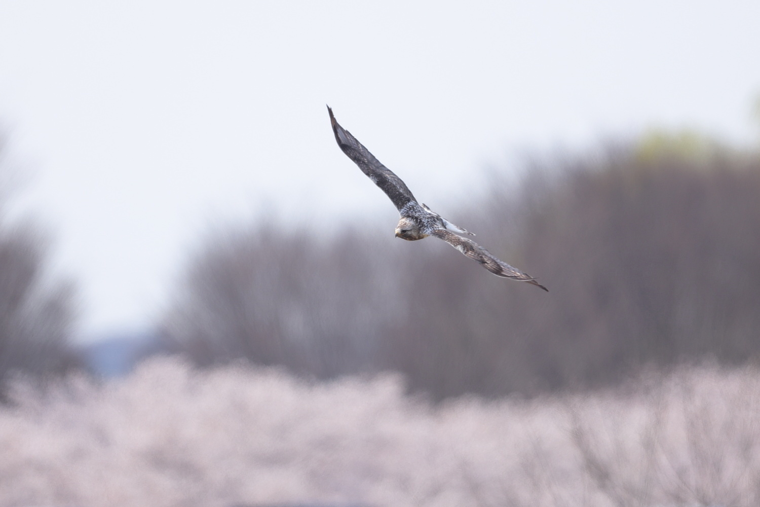 ケアシノスリ の お花見_f0369315_22454839.jpg