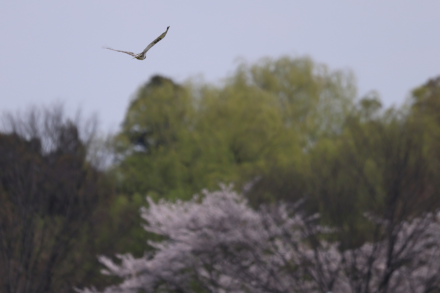 ケアシノスリ の お花見_f0369315_22454848.jpg
