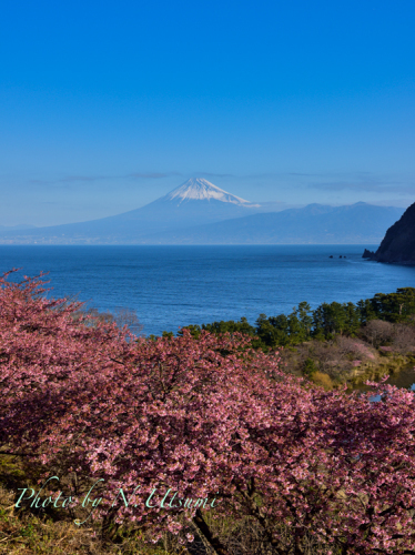 河津桜と富士山ー２月２８日_d0155021_00222868.jpg