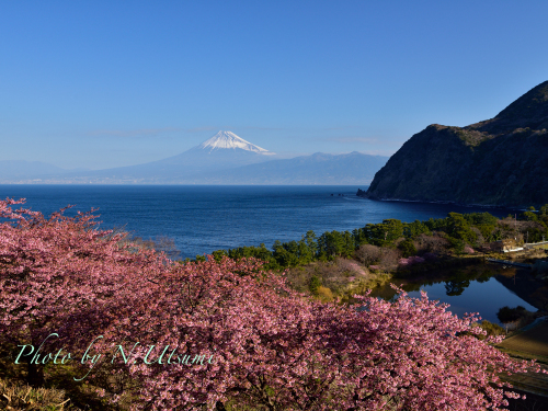 河津桜と富士山ー２月２８日_d0155021_00223354.jpg