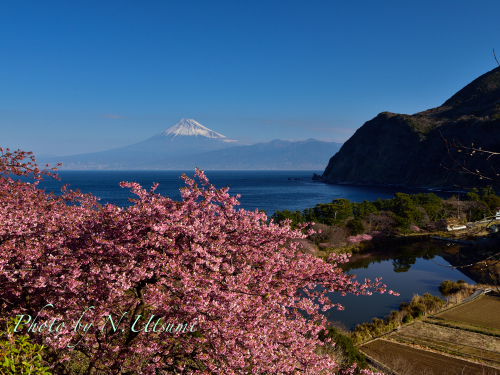 河津桜と富士山ー２月２８日_d0155021_00223623.jpg