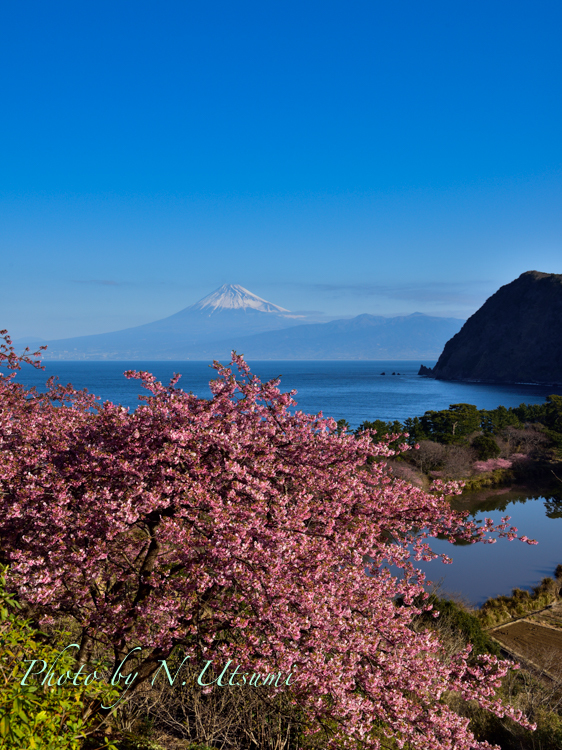 河津桜と富士山ー２月２８日_d0155021_00223812.jpg