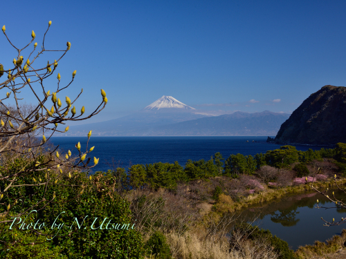 河津桜と富士山ー２月２８日_d0155021_00225304.jpg