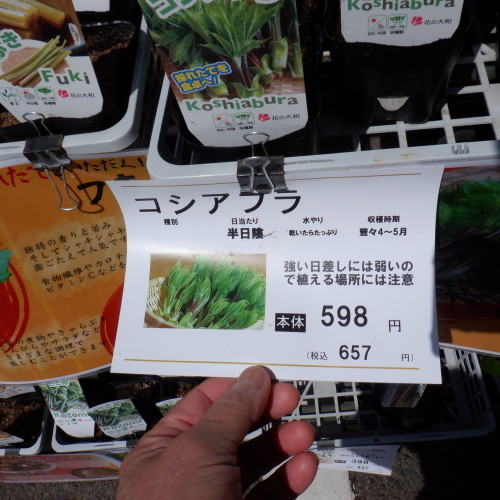 売ってるジャン コシアブラの苗を 山梨県北杜市明野の宿 ナナミちゃんのお宿日記