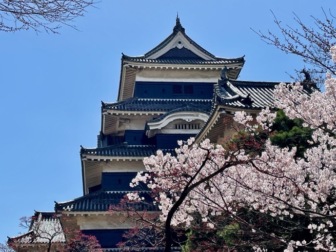 国宝・松本城とサクラ。_d0352022_14152508.jpeg