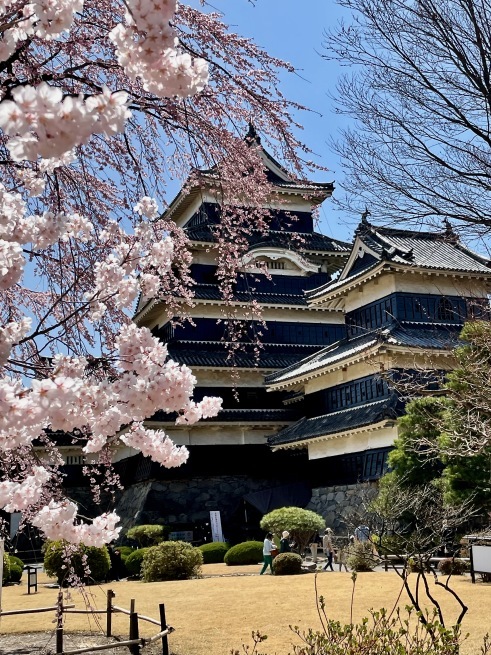 国宝・松本城とサクラ。_d0352022_14153544.jpeg