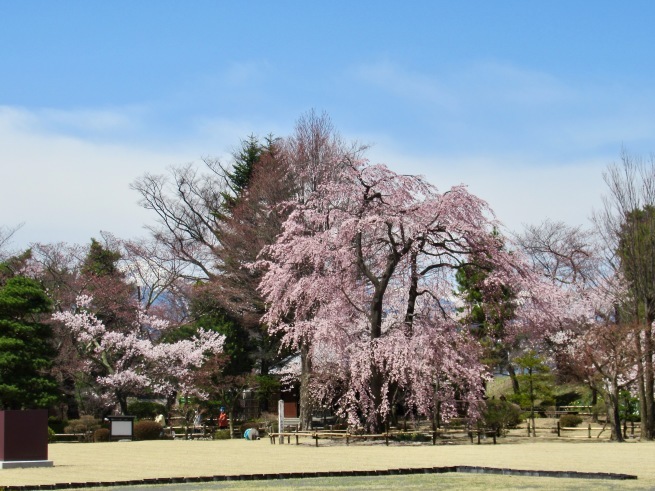 国宝・松本城とサクラ。_d0352022_14160707.jpeg