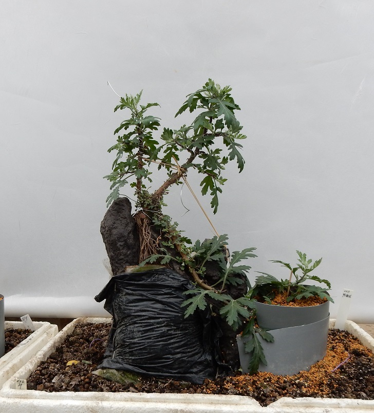 幹下がり多幹作りなど岩付けは順調に生育 : 盆栽菊を楽しむページ