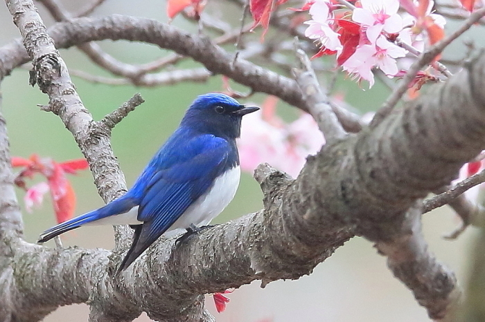 遅咲きの桜にオオルリが_e0413627_16251427.jpg