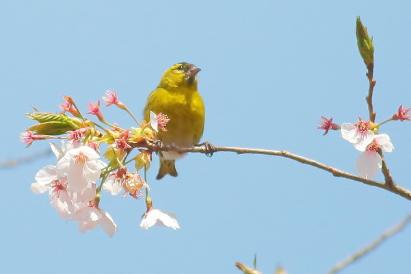 散り始めた桜にマヒワが来た_e0413627_16570862.jpg