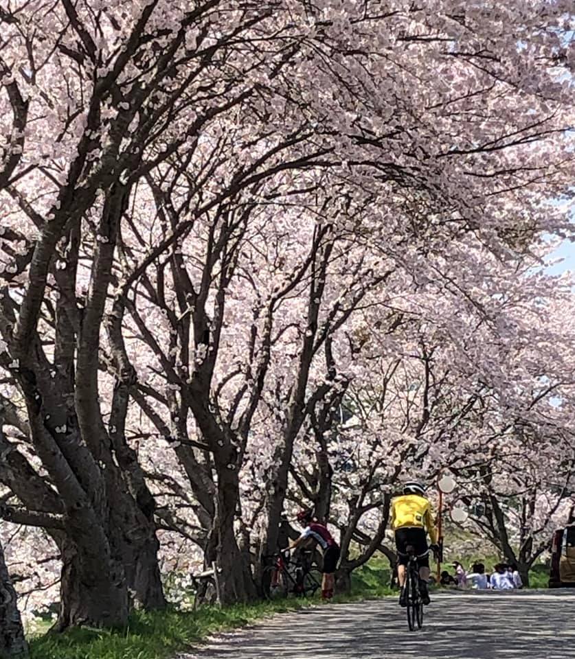 2022年4月の輪活(前編  2時間エンデューロ、桜ライド)_a0386742_09535182.jpg