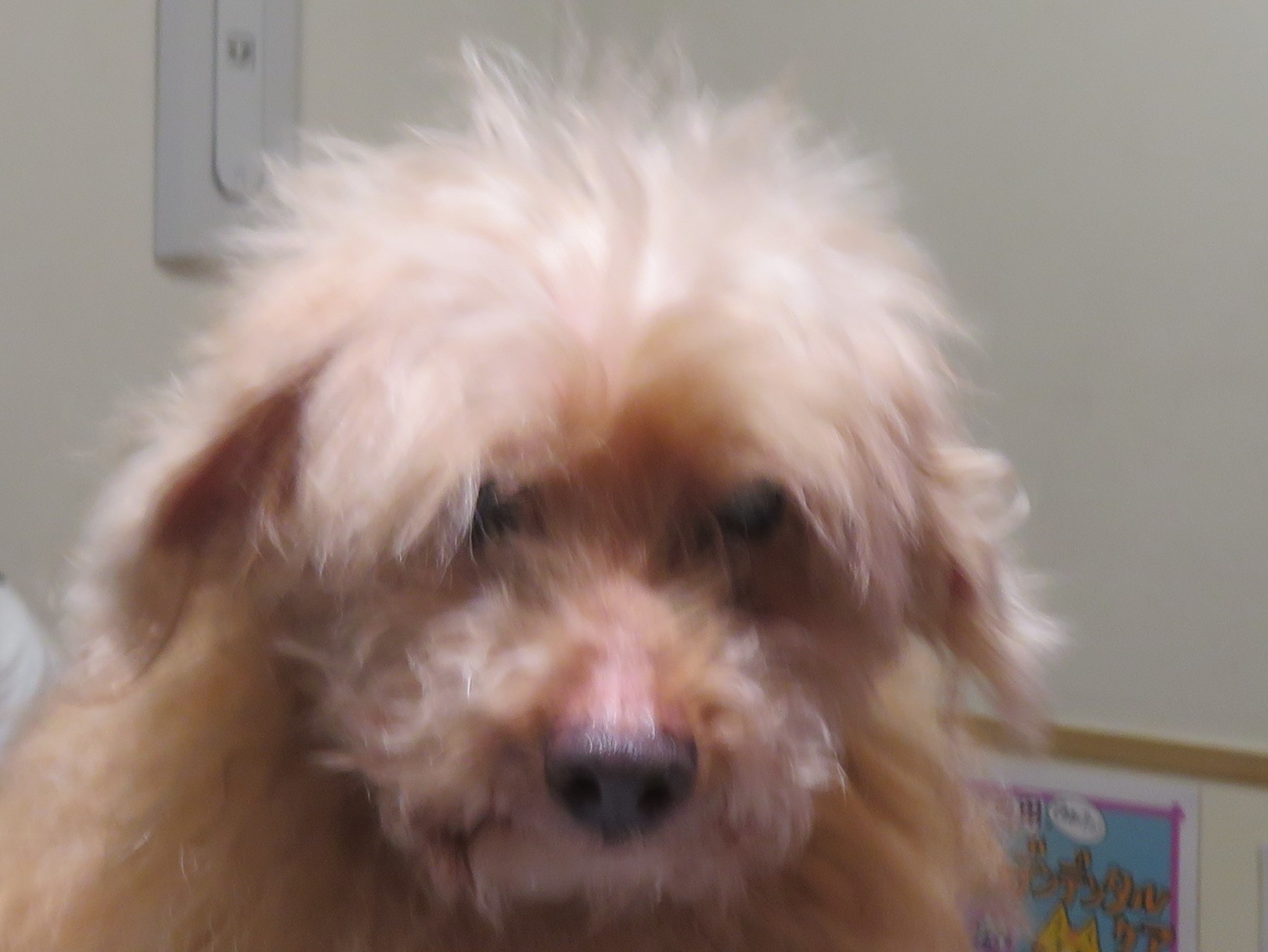 4 月 12 日の写真_c0174644_19482542.jpg