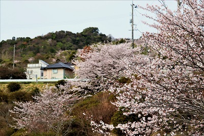 団地の桜・来年の楽しませてください_e0175370_15463964.jpg