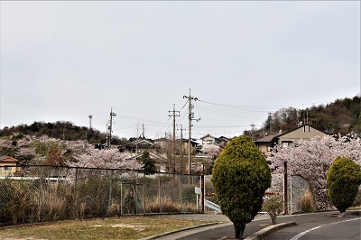 団地の桜・来年の楽しませてください_e0175370_15464758.jpg