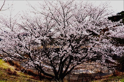 団地の桜・来年の楽しませてください_e0175370_15465328.jpg