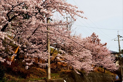 団地の桜・来年の楽しませてください_e0175370_15465944.jpg