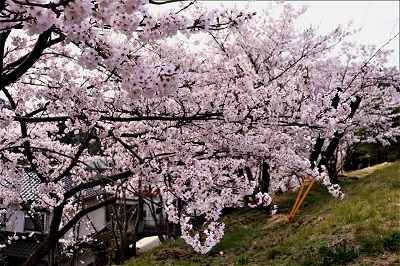 団地の桜・来年の楽しませてください_e0175370_15470783.jpg