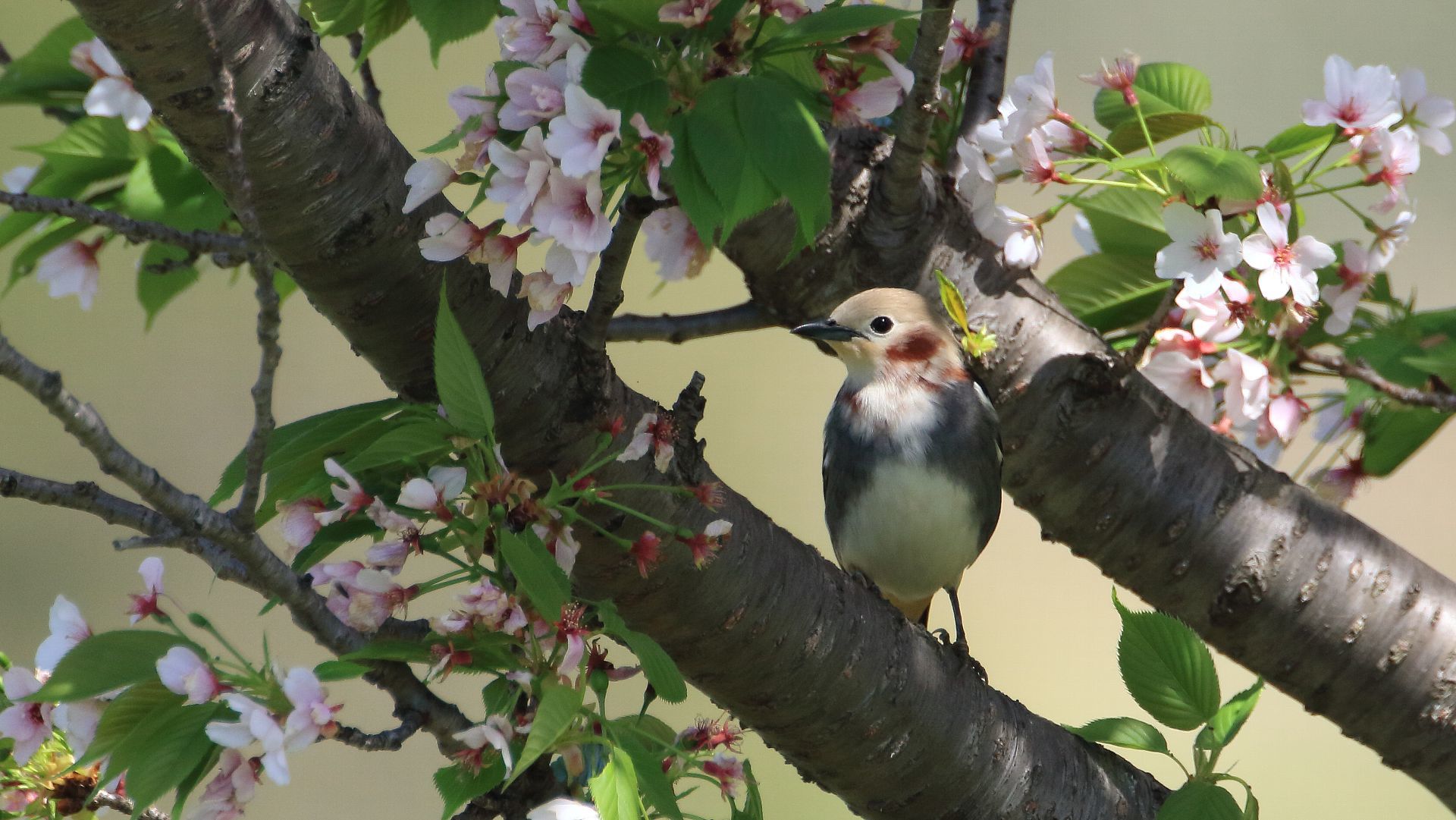 本日は厚木側のコムクドリ雄とオオシマザクラ！A male chestnut-cheeked starling with Ohshima cherry blossom in Atsugi_f0105570_21333696.jpg