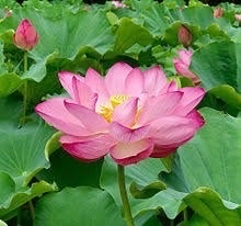 密教2059 【孤独死】_e0392772_17381858.jpeg