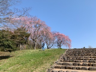 多賀城政庁跡の桜 : 多賀城市高橋東二区町内会ブログ