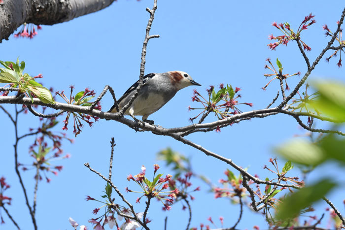 名残りのお花見♪＜小椋鳥＞_e0248688_18175436.jpg