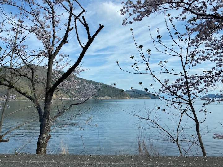 今年も海津大崎の桜を観ることができた。_d0121300_22045151.jpeg