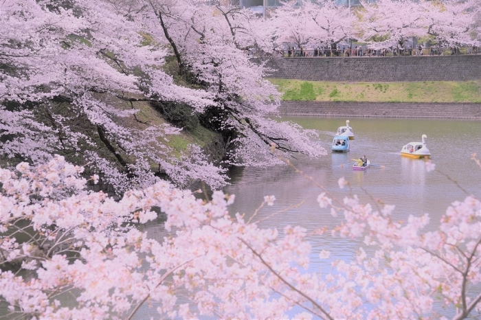 ゆく春 ~千鳥ヶ淵~_a0169902_21194455.jpg