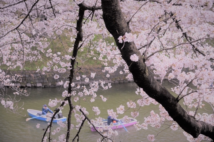 ゆく春 ~千鳥ヶ淵~_a0169902_21243581.jpg
