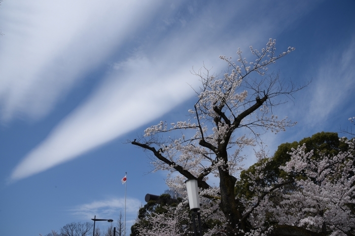 ゆく春 ~千鳥ヶ淵~_a0169902_21243604.jpg