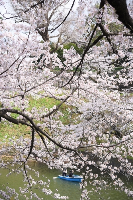 ゆく春 ~千鳥ヶ淵~_a0169902_21243662.jpg