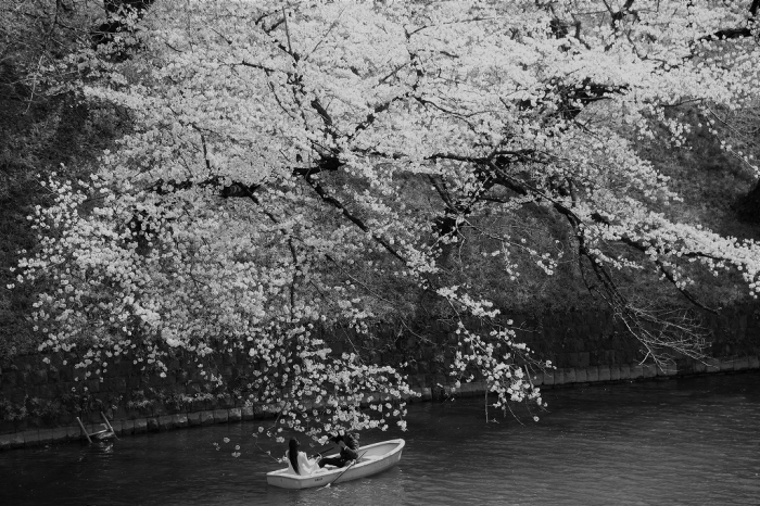 ゆく春 ~千鳥ヶ淵~_a0169902_21243666.jpg