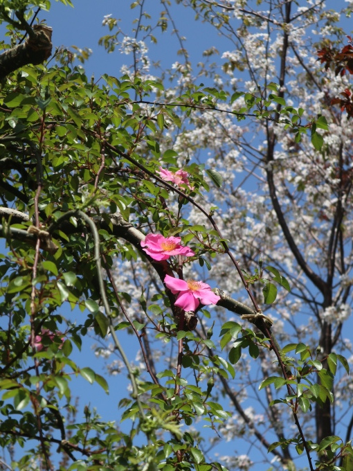 花木の季節の横浜イングリッシュガーデンへ･･･････_b0331802_21502591.jpg