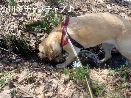 楽しい春の山ん歩。_c0182012_12310607.jpg