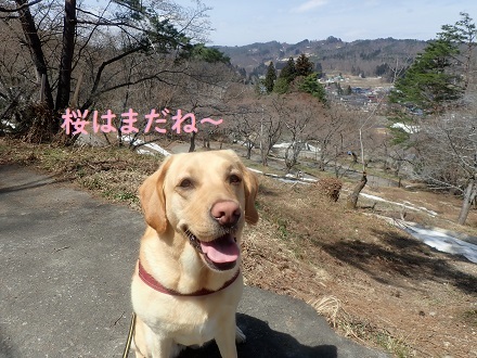 楽しい春の山ん歩。_c0182012_12311308.jpg