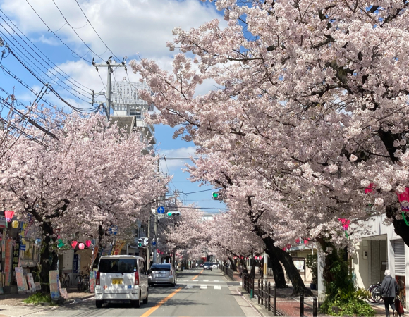 Cherry blossoms _a0098418_22051648.jpg