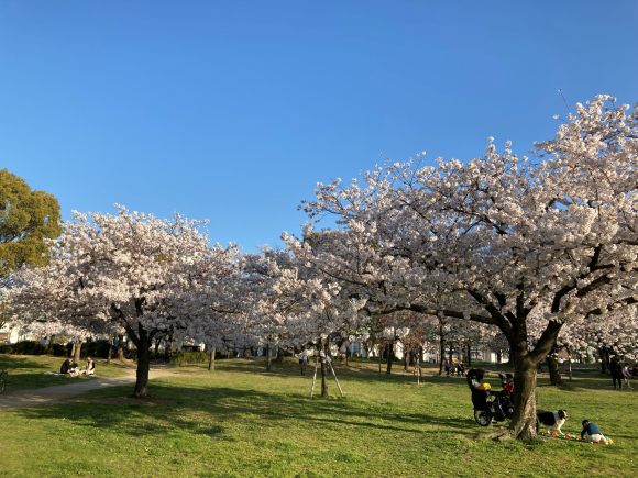 Cherry blossoms _a0098418_22051749.jpg