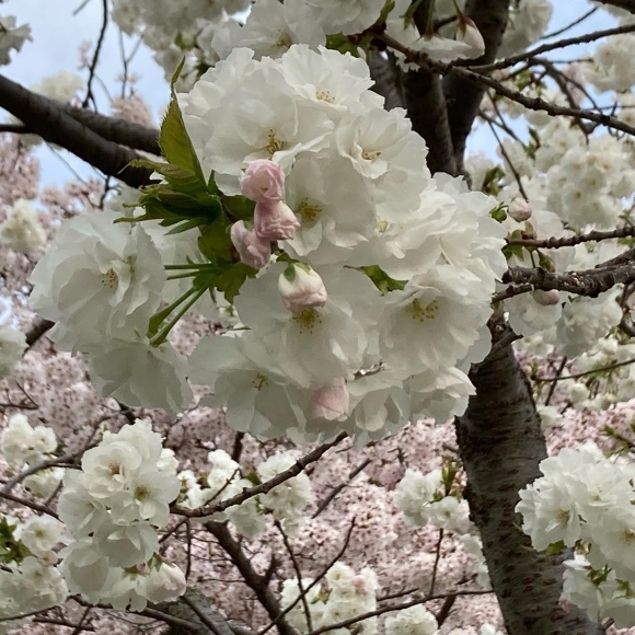 Cherry blossoms _a0098418_22060923.jpg