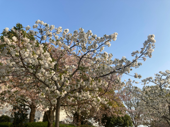 Cherry blossoms _a0098418_22061136.jpg