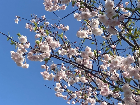 Cherry blossoms _a0098418_22061341.jpg