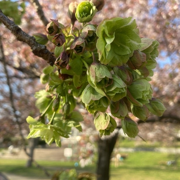 Cherry blossoms _a0098418_22064605.jpg