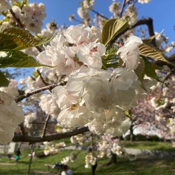 Cherry blossoms _a0098418_22064885.jpg