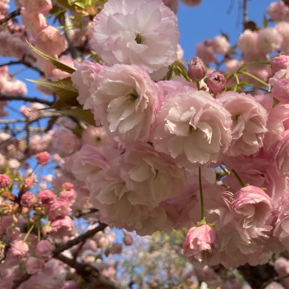 Cherry blossoms _a0098418_22064972.jpg